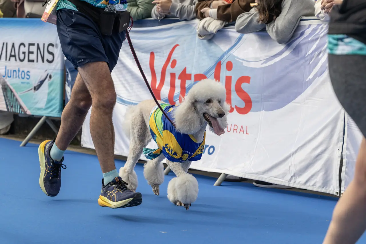 Cão com dorsal caminha junto a um participante, durante a prova.